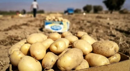 افزایش قیمت سیب‌زمینی و لوازم خانگی در ایران به دلیل مشکلات عرضه و ارز